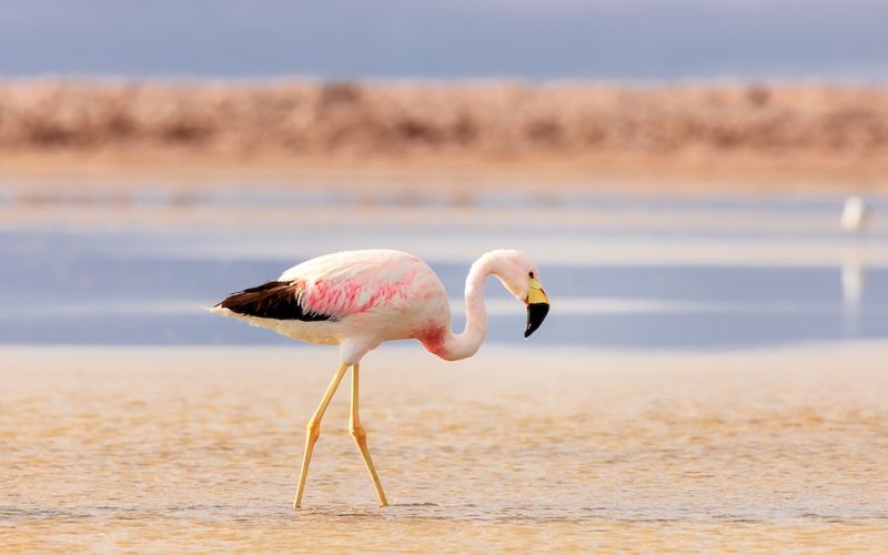 alone-flamingo-on-salt-flats-chaxa-desert-near-sa-2022-11-16-18-06-55-utc