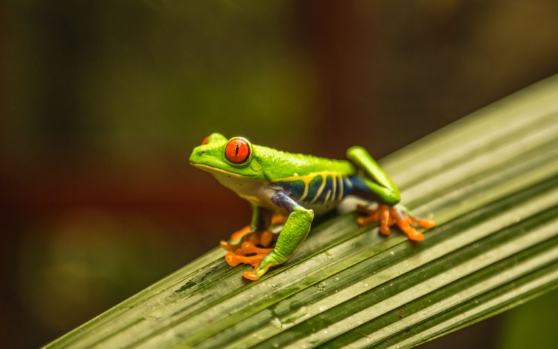 colorful-red-eyed-tree-frog-in-costa-rica-2022-11-16-20-05-52-utc