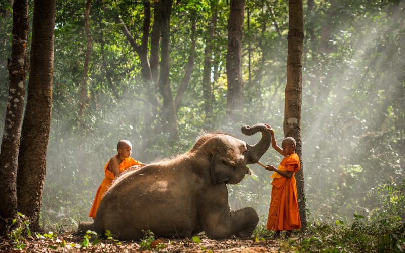 Elephant and Buddist monchs in asian countryside in Thailand - Thai elephant in Surin region