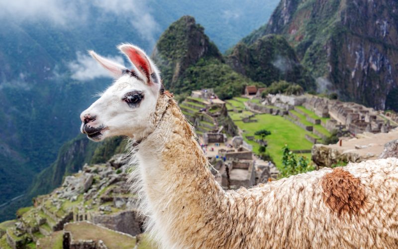 Llama blocking the view of Machu Picchu in Peru