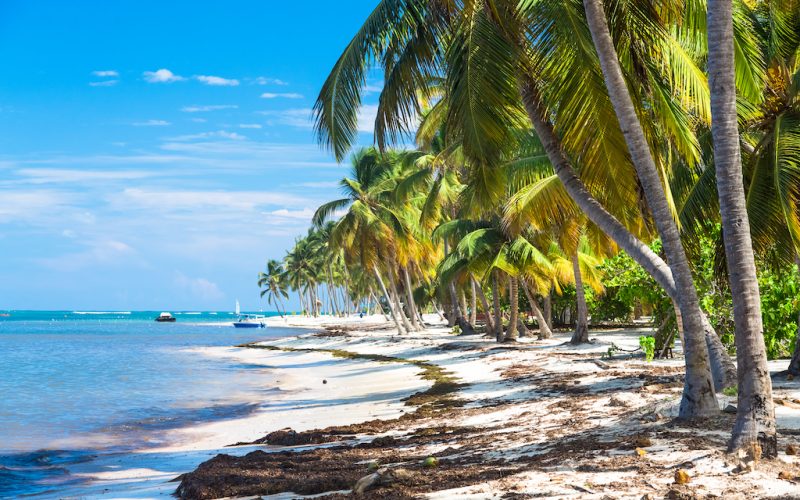 Many coconut palms on the wild carribean beach, Atlantic ocean, Dominican Republic.