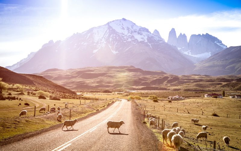 heeps herd grazing at sheepfarm on the road to Torres del Paine in Patagonia chilena - Travel wanderlust concept with nature wonder in Chile south america - Warm saturated filter on enhance sunflare