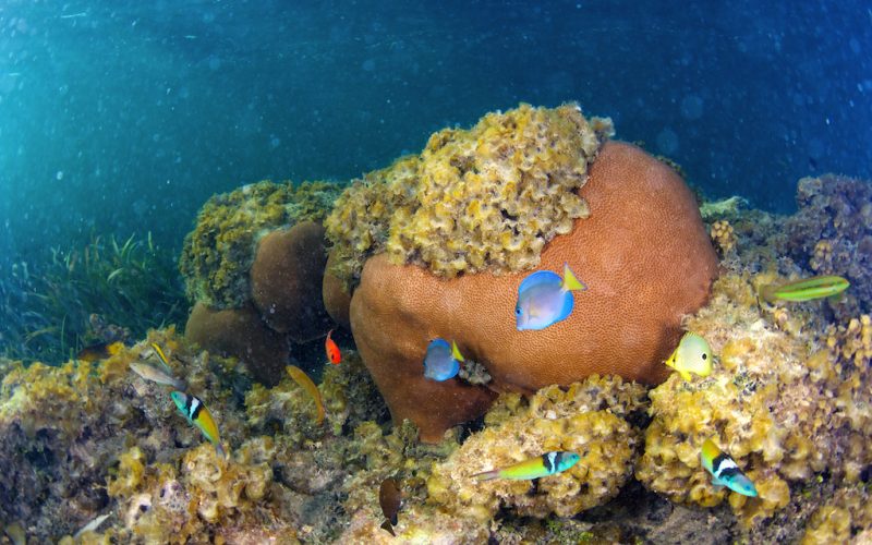 Underwater photo of coral reef with tropical fishes in Dominican Republic